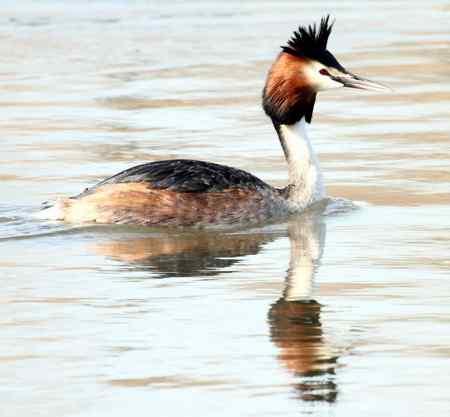 太阳岛的鸟--凤头