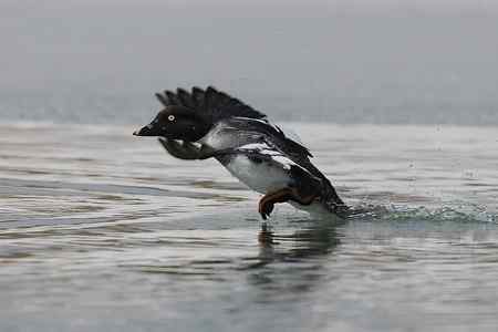 鹊鸭小飞一组连拍