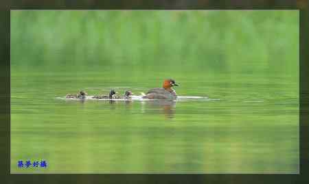小鸊鷉照片大全