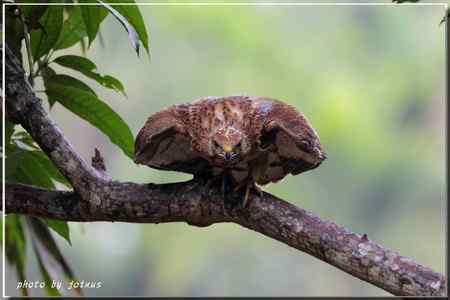 2010雨中的蜂鷹【美图】