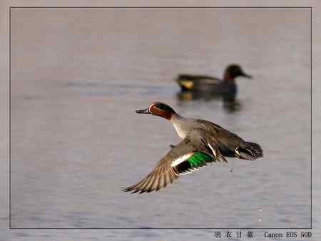 活泼可爱的绿翅鸭