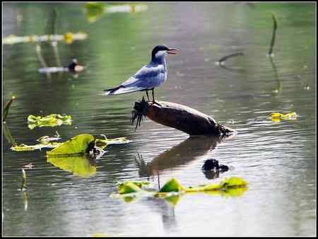 今天收获颇多 发几张综合鸟图 请拍砖！