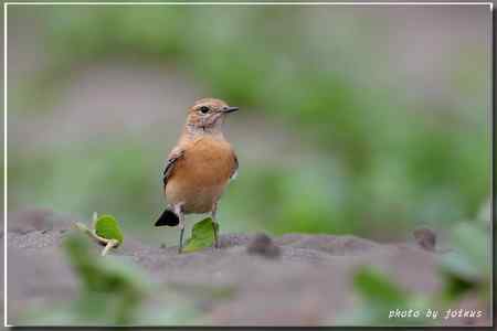 漠即鳥 台湾迷鸟 漠即鳥 台湾迷鸟