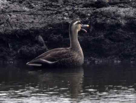 北方的鸭子也漂亮