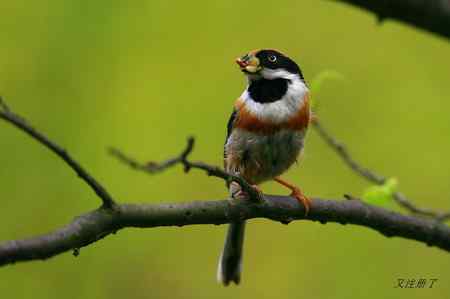 红头长尾山雀 最忙碌的季节