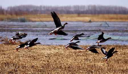 南飞的大雁今天已飞回向海，即将繁衍后代。