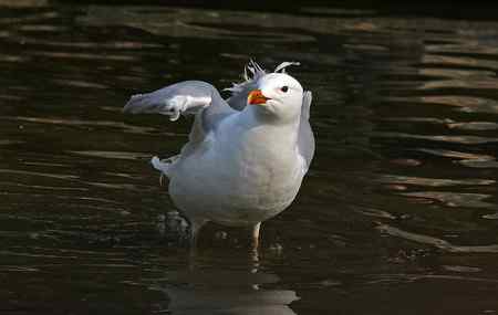 洁白温柔又美丽