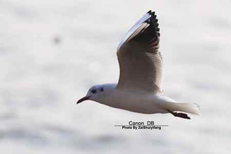 北戴河的海鷗越來越多……