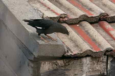 八哥被猫所害 同伴深情的呼唤