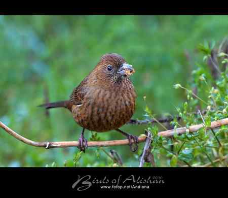 台湾阿里山酒红朱雀 Vinaceous Rosefinch