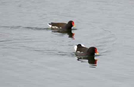 黑水鸡将爱情进行到底