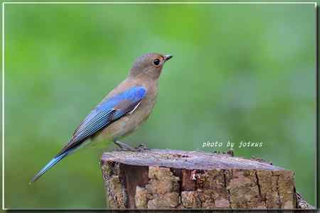 白腹琉璃 白腹姬鹟