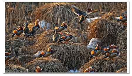 论双歧杆菌与乳杆菌的研究