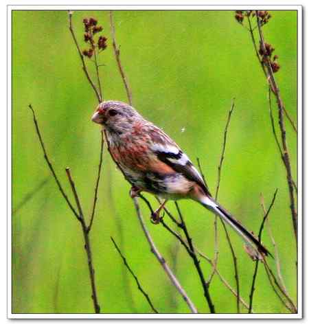 两种相似的林鸟——长尾雀
