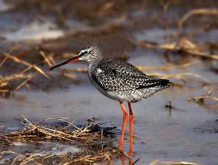 我的早期鸟片──北京野鸭湖的鹤鹬
