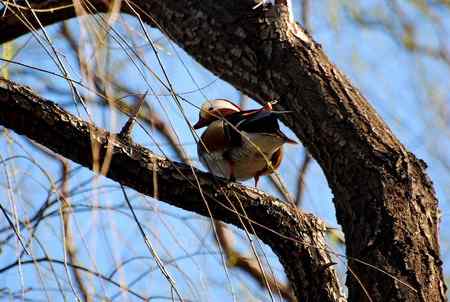 树上的鸳鸯