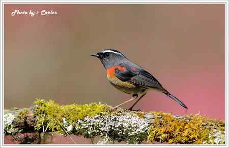 阿里山鴝(栗背林鴝) 台湾特有鸟类