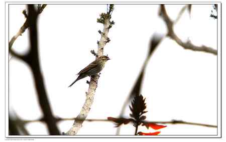 请教鸟名：这是栗耳鹀吗？