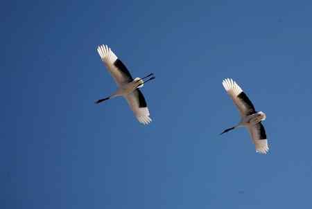 蓝天上飞翔幸福的一对