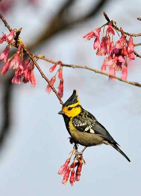 云南的百花岭是鸟的天堂