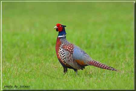 環頸雉【组图】