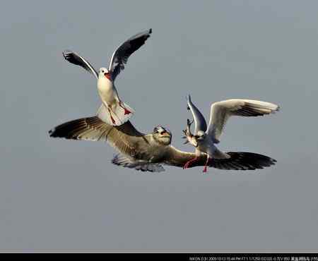 天福野鸟摄影  回放