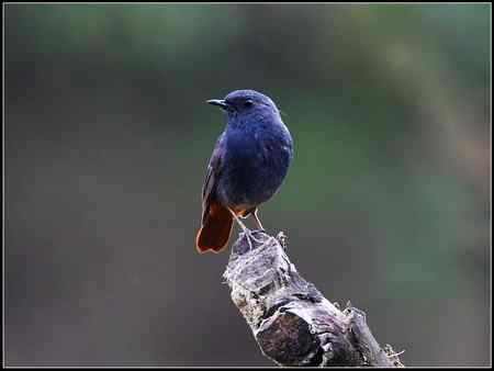 关爱——红尾水鸲