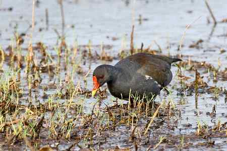 昌江湿地黑水鸡
