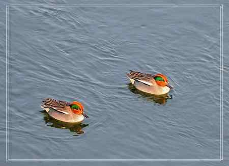 牡丹江的绿翅鸭