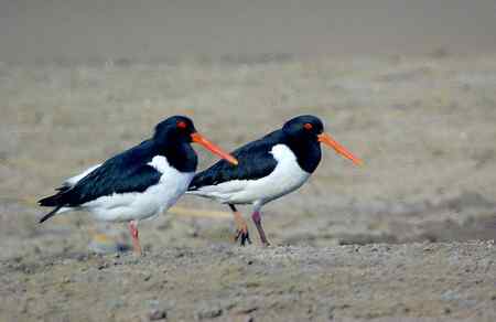 砺鹬 熬过漫长的冬季