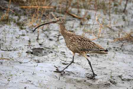 喜见当年大勺鹬