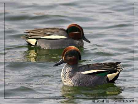 活泼可爱的绿翅鸭