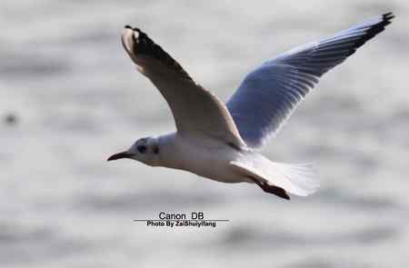 北戴河的海鷗越來越多……