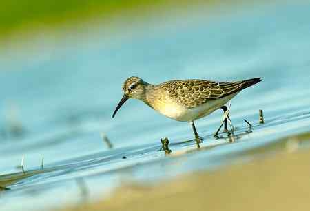 弯嘴滨鹬照片一组