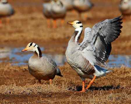 草海斑头雁魅力高清晰组图