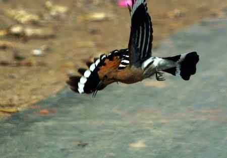 隔着车前挡玻璃的两只戴胜