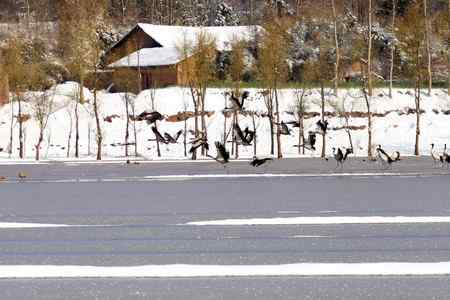 埝湖拍黑颈鹤系列