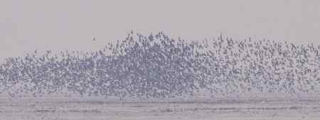 辽河口今晨雨中的鸟浪