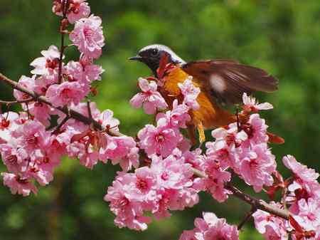 花香引得北红（GG)来