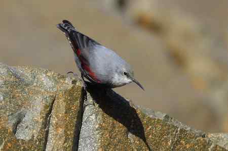收获红翅旋壁雀