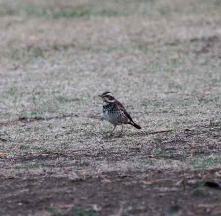 请教鸟名：这是白眉鸫吗