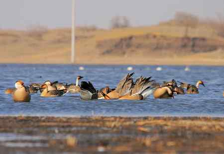 绅士风度的鸿雁 争执觅食地盘