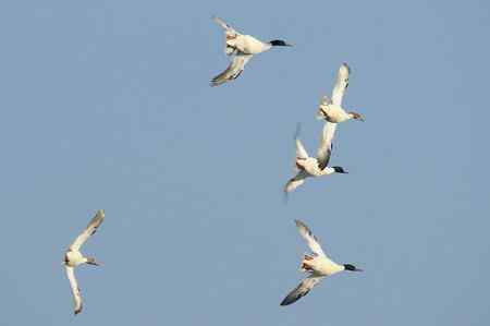 请教老师，求鸭名：普通秋沙鸭还是鸬鹚？