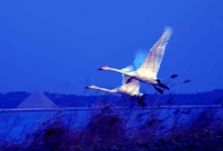 春暖鹅飞去 音姿记心田