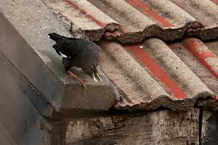 八哥被猫所害 同伴深情的呼唤