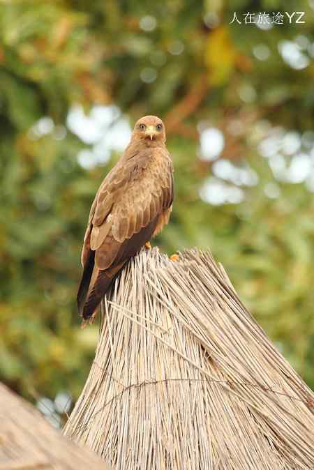 起早了，好困啊！！！