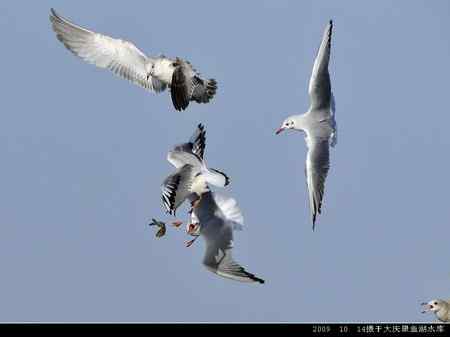 天福野鸟摄影  回放