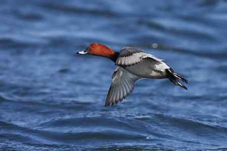 祝女影友节日快乐   送上一组漂亮的鸭子(10种鸭子)