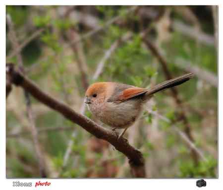 盐城的棕头鸦雀