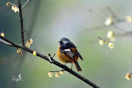 春天杭州的一组林鸟